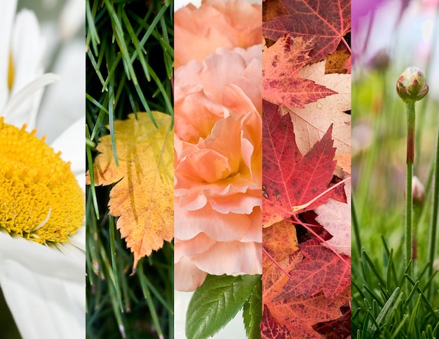 Foto collage aus herbstblättern und blumen mit knospen