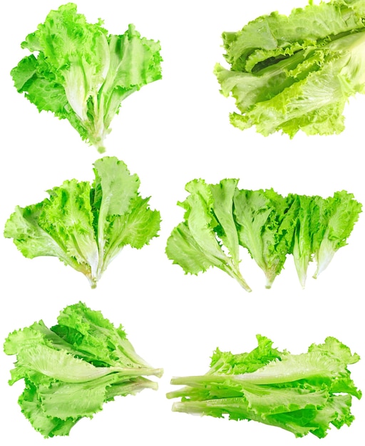 Collage (conjunto) de hojas frescas de lechuga. Aislado sobre blanco