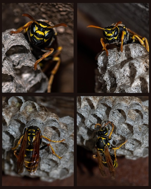 Un collage de cuatro fotos de una avispa construyendo un nido para comenzar una nueva colonia Retrato macro de una avispa de papel en un marco vertical de enfoque selectivo de nido de álamos