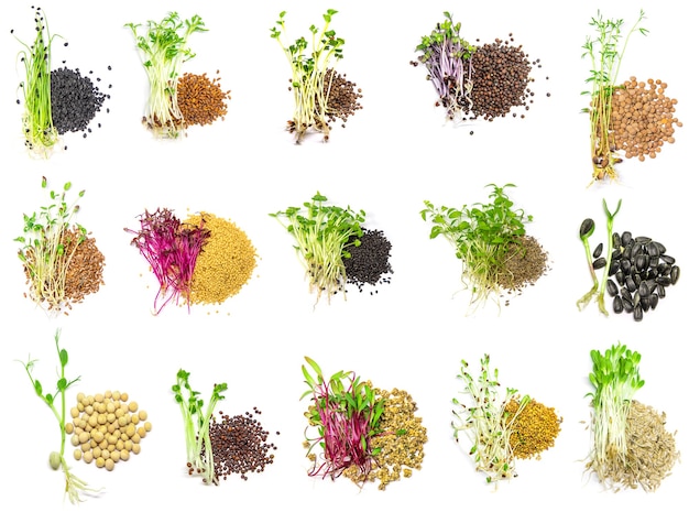 Collage de diferentes microgreens sobre un fondo blanco. Enfoque selectivo. naturaleza.