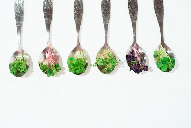 Collage de diferentes microgreens sobre un fondo blanco.