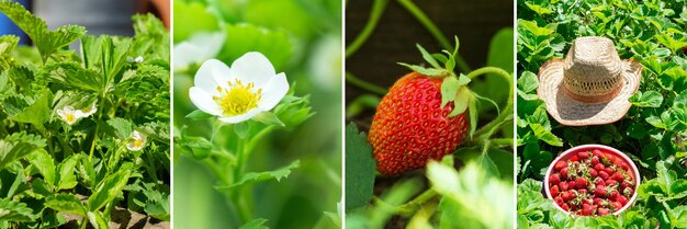 Collage-Erdbeerenanbau Umwelt und das Konzept der Ökologie Landwirtschaftliches Geschäft