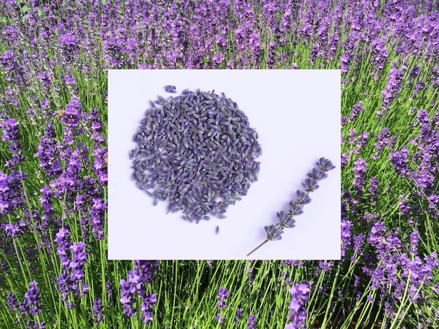 Collage Flor de lavanda seca contra el telón de fondo de la lavanda floreciente Primer plano