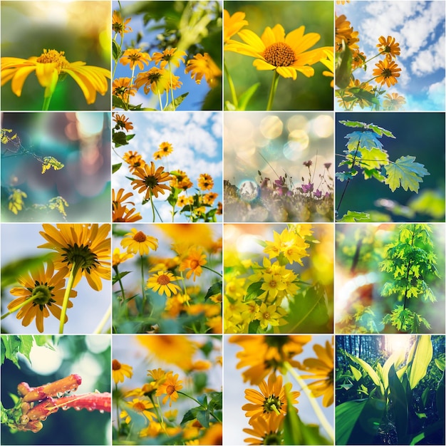 Collage de las flores de verano