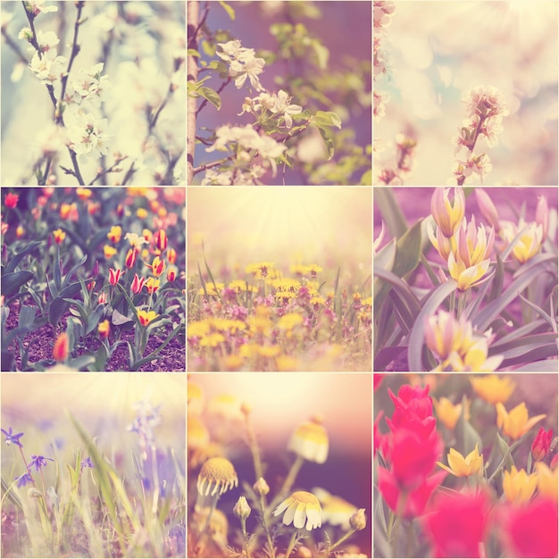 collage de flores