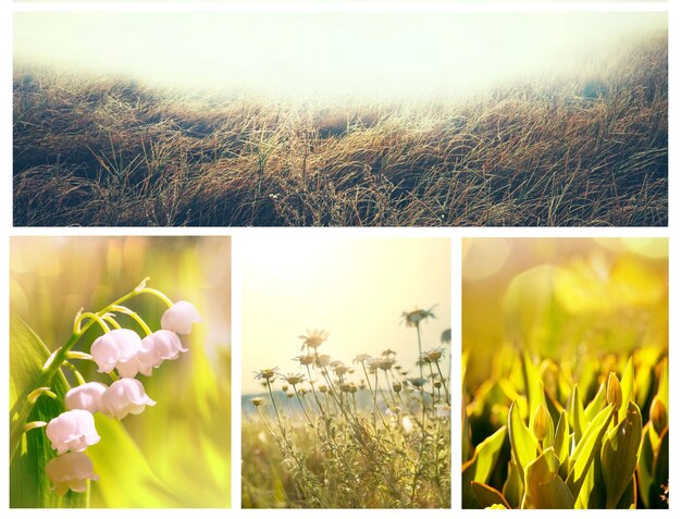 collage de flores