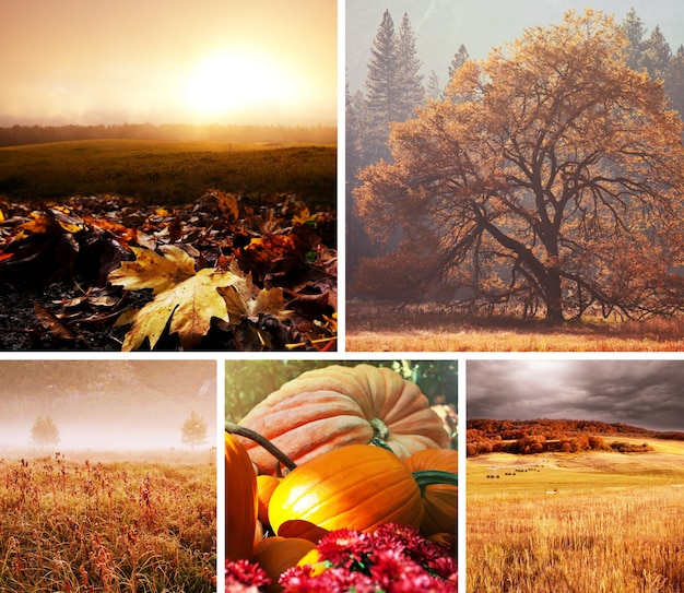 collage de otoño