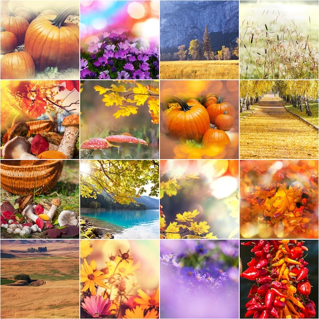 collage de otoño