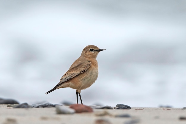 Foto collalba isabelina (oenanthe isabellina)