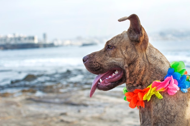 Collar Pitbull con flor hawaiana.