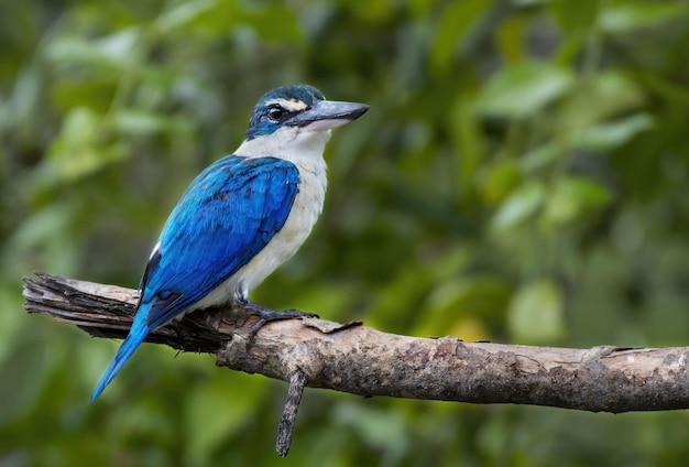 Foto collared kingfisher hocken auf ast, thailand