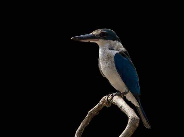 Collared Kingfisher Whitecollared Kingfisher Mangroven-Eisvogel Todiramphus chloris auf einem Ast mit schwarzem Hintergrund