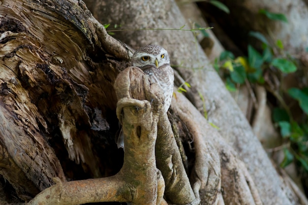 Collared Scops Owl