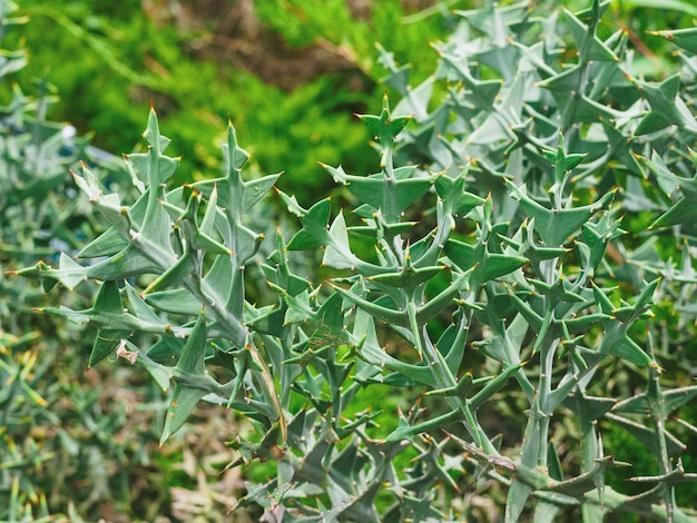 Colletia cruciforme Cruciata gillies gancho closeup