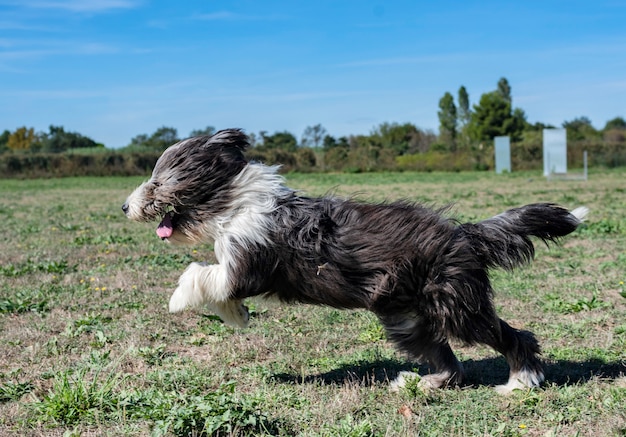 collie barbudo em obediência