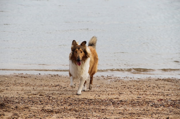 collie cachorro na praia dela
