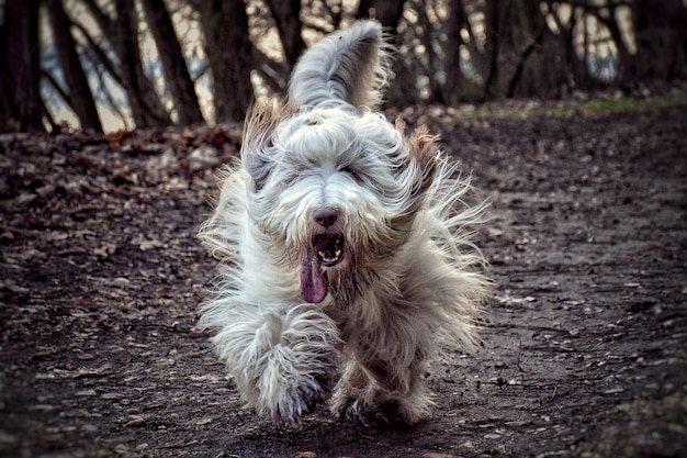 Foto collie corriendo en el campo