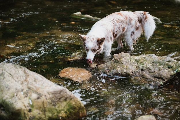 Collie de frontera merle rojo joven en el arroyo de la montaña, en el agua, hermoso retrato natural