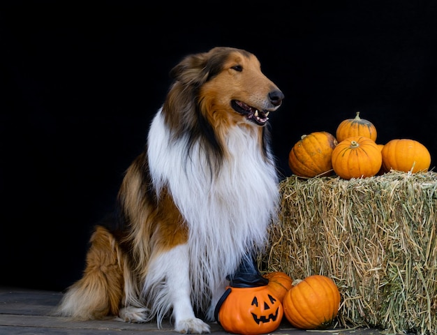 Collie-Hund neben Halloween-Dekoration