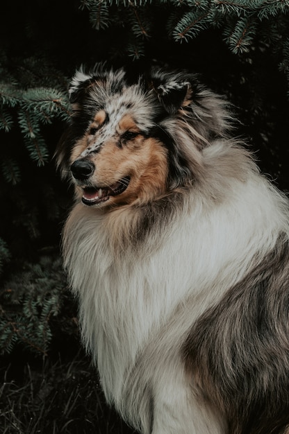 Foto collie-hund