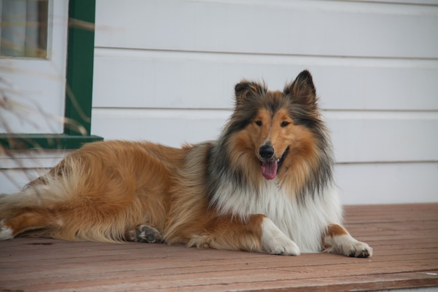 Collie negro revestido áspero y sable sentado en el porche