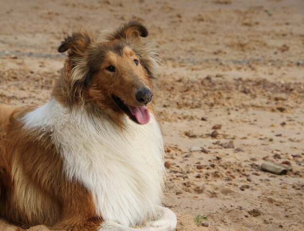 Colliehund an ihrem Strand