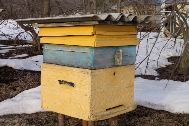 Colmeia amarela após o inverno Processamento e alimentação de abelhas Conceito de agricultura
