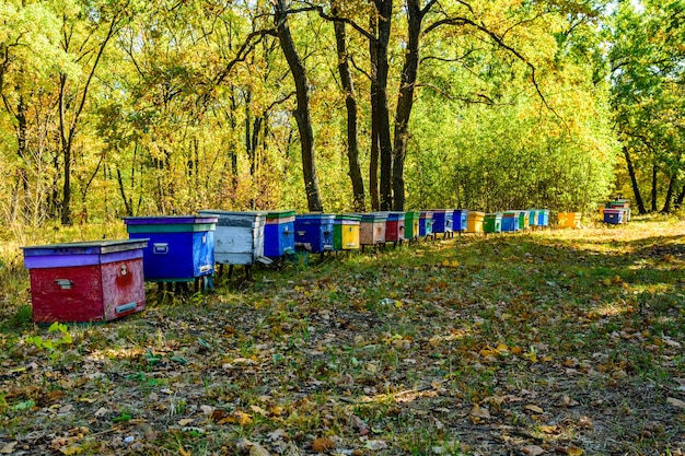 Colmeias de abelhas multicoloridas em apiário na floresta