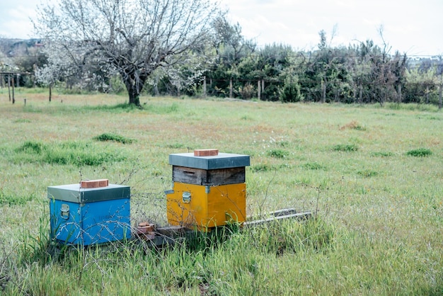 Colmeias de abelhas no campo na Itália