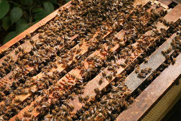 Colmeias em um apiário com abelhas voando para as placas de desembarque, Quadros de uma colmeia de abelhas. Inspeção de Apicultor