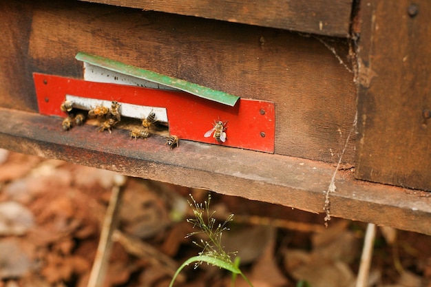 Colmeias em um apiário com abelhas voando para as pranchas de desembarque, quadros de uma colmeia de abelhas