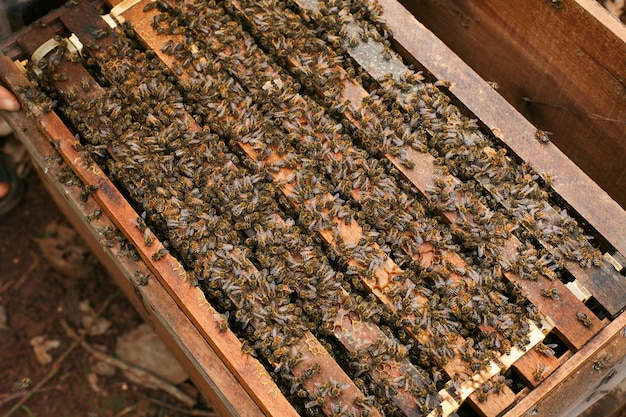 Colmeias em um apiário com abelhas voando para as pranchas de pouso, Quadros de uma colmeia de abelhas. Inspeção de Apicultor