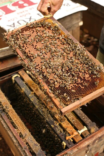 Colmeias em um apiário com abelhas voando para as pranchas de pouso, quadros de uma colmeia de abelhas. inspeção de apicultor