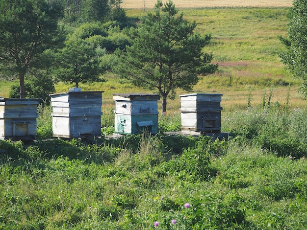 Colmeias para abelhas em um prado verde no verão no campo