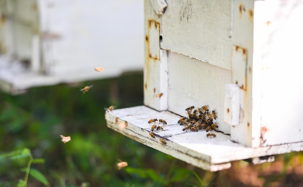 Colmena de abejas apiario para la cosecha de miel, colmena de apicultor con abejas volando a las tablas de aterrizaje. Apicultura