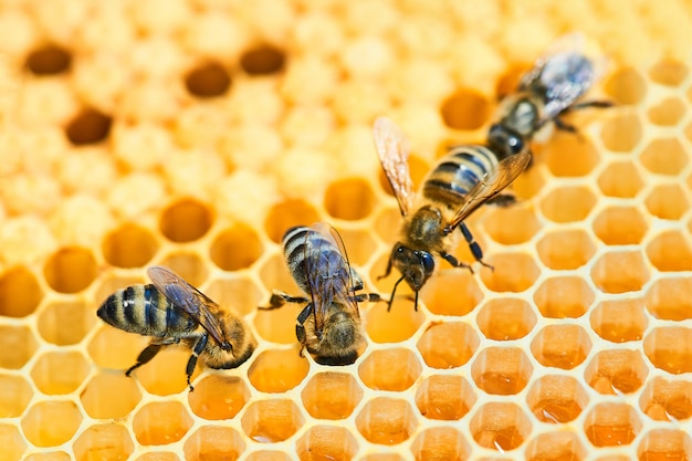 Colmena de abejas en un panal