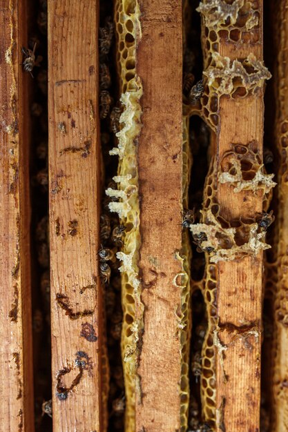 La colmena abierta con abejas se arrastra a lo largo de la colmena en un marco de madera de panal. Apicultura