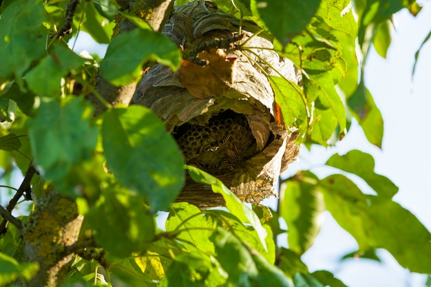 Colmena de avispas hecha por avispas en un árbol en el jardín, primer plano de la vivienda de los insectos avispas silvestres