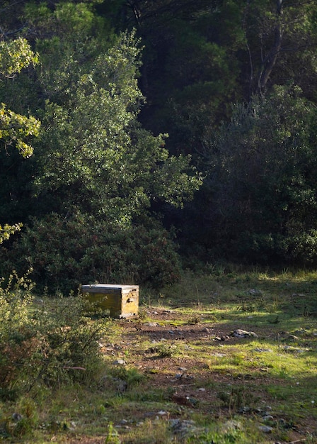 Una colmena se encuentra en un bosque en un pueblo griego