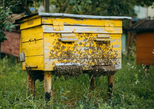 Una colmena de madera llena de abejas en el colmenar.
