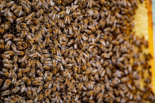 Colmena sobre panal. Abejas trabajando sobre un marco especial para la recolección de miel. De cerca. Insectos útiles.