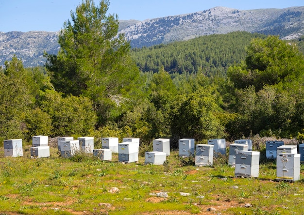 Colmenar ecológico en un bosque de pinos en la isla de Evia en Grecia