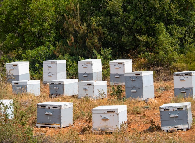 Colmenar ecológico en un bosque de pinos en la isla Evia en Grecia