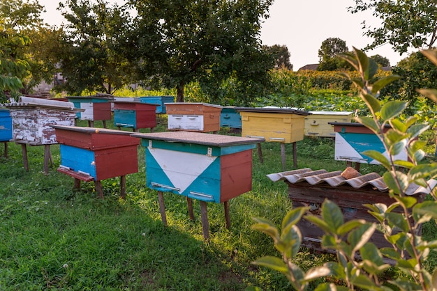 Colmenar de verano con varias colmenas de abejas de colores de madera ubicado en el jardín de su casa