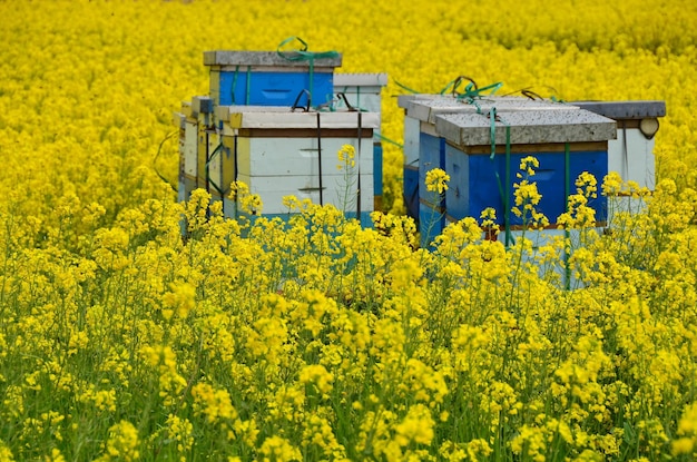 Colmenas de abejas en un campo de canola