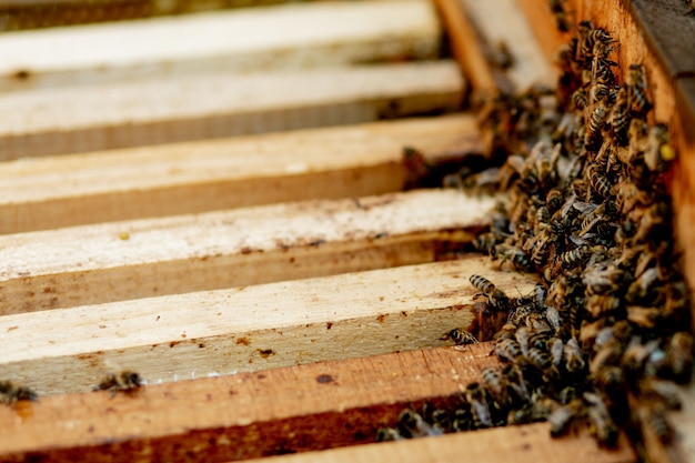 Colmenas de abejas en el cuidado de las abejas con panales y abejas melíferas. apicultor abrió la colmena para configurar un marco vacío con cera para la cosecha de miel