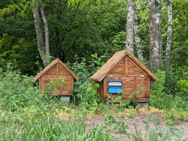 colmenas de abejas de madera en el bosque