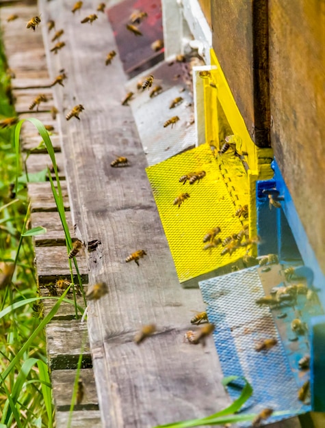 Colmenas y abejas