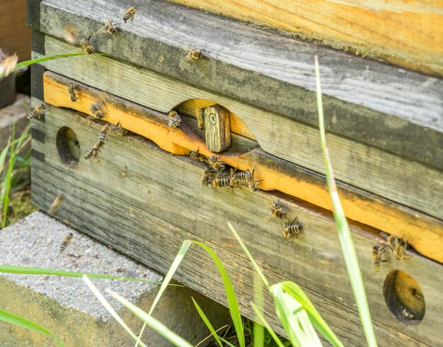 Colmenas y abejas