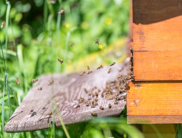 Colmenas y abejas